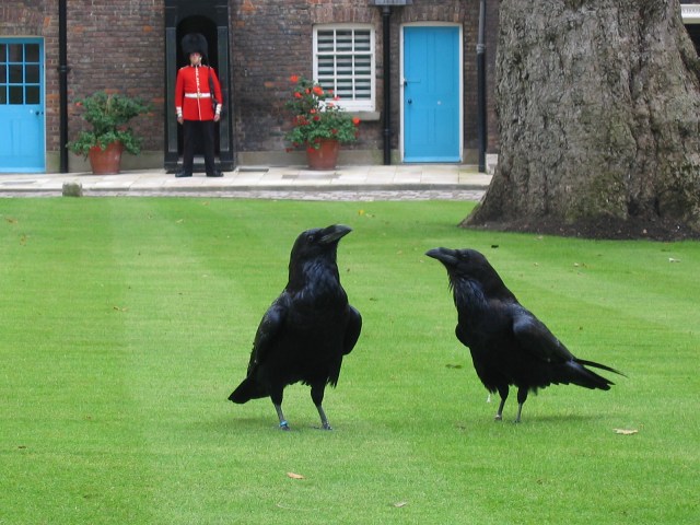 London_tower_ravens